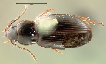 Media type: image;   Entomology 5947 Aspect: habitus dorsal view